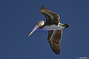 Pelecanus occidentalis Pelican brun_D8S5472_tn